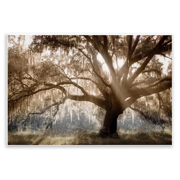 Stupell Industries Sun Streak Through Tree by Danita Delimont Unframed Nature Graphic Art Print 13 in. x 19 in.