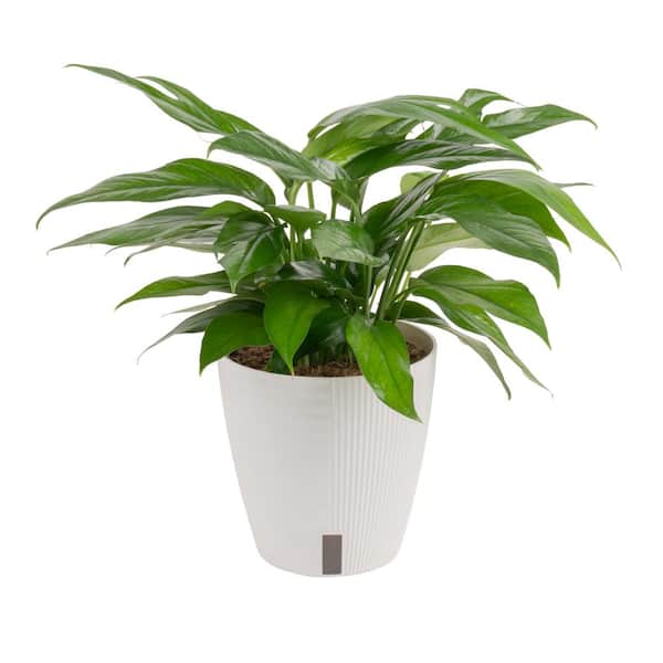 Baltic Blue Indoor Plant in 6 in. Self-Watering Planter, Avg. Shipping Height 1-2 ft. Tall