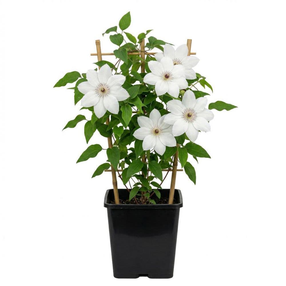Bell Nursery 2 Gal. Henryi Clematis Live Flowering Perennial Vine with