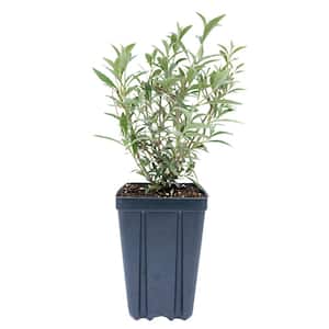 4 in. Pot Color Crush Butterfly Bush (Buddleia) Live Deciduous Flowering Shrub (1-Pack)