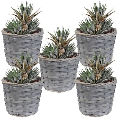 https://images.thdstatic.com/productImages/e3862078-1b7a-4244-9e3d-39ebe2fbd0d7/svn/gray-sunnydaze-decor-plant-pots-hb-798-64_400.jpg