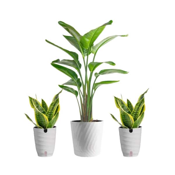 jade plant sale Jade Plant 4" includes White Cover Pot  Houseplants New York LLC