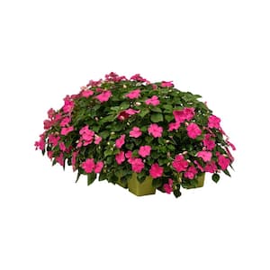 18-Pack Beacon Rose Impatiens Outdoor Annual Plant with Pink Flowers in 2.75 In. Cell Grower's Tray