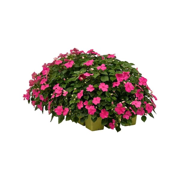 BEACON 18-Pack Beacon Rose Impatiens Outdoor Annual Plant with Pink Flowers in 2.75 In. Cell Grower's Tray