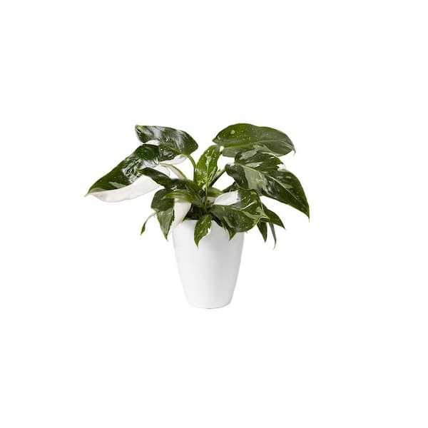 Philodendron Prismacolor Indoor Plant White Wizard in 5 in. White Ceramic Container