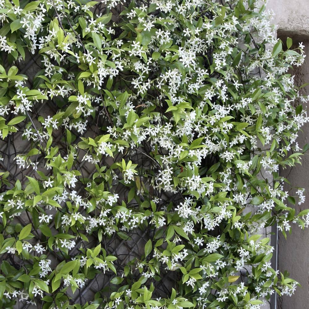 national PLANT NETWORK 2.25 Gal. Confederate Jasmine - 1 Plant
