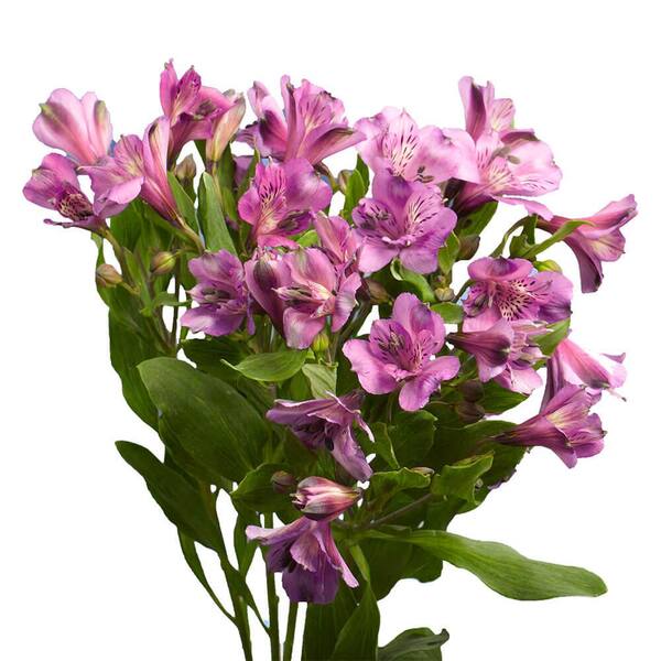 Globalrose 80 Stems of Super Select Purple/Lavender Alstroemerias- Fresh Flower Delivery