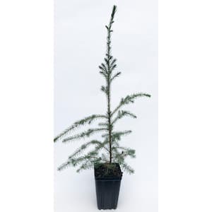 Black Spruce Potted Evergreen Tree