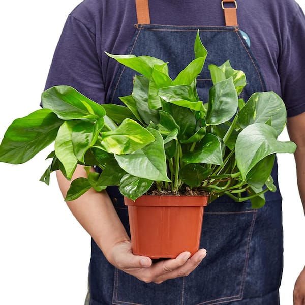 hawaiian pothos TropicalPlants.com Hawaiian Pothos (Epipremnum Aureum) Live Plant in 6 in. Growers Pot
