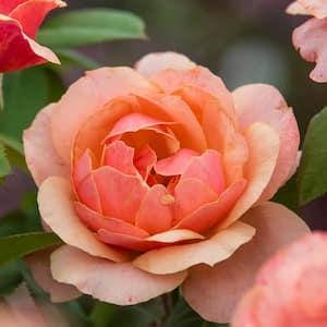 State of Grace Grandiflora Rose, Dormant Bare Root Plant with Orange Flowers (1-Pack)