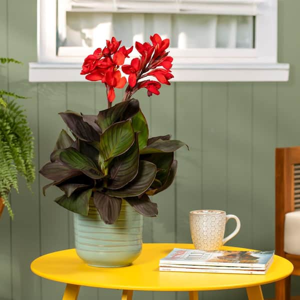 Lily roseピーコート ナポレオン ブラック レッドダブル 銀ボタン METROLINA GREENHOUSES 2.5 Qt. Cannova Bronze Scarlet Canna Lily