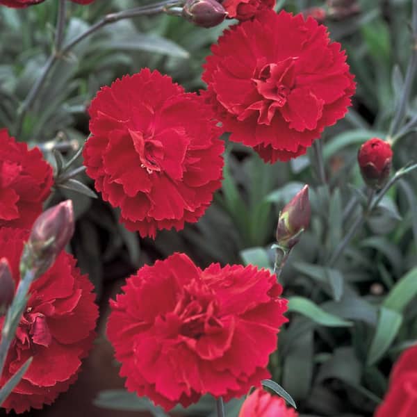 Unbranded 0.4 Qt. Radiance Red Dianthus Plant