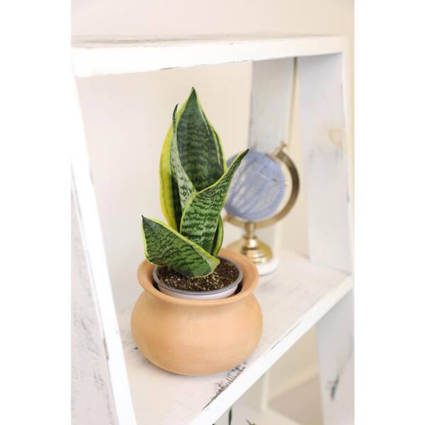 Sansevieria Snake Plant In White Planter - Air Purifying Indoor Plant