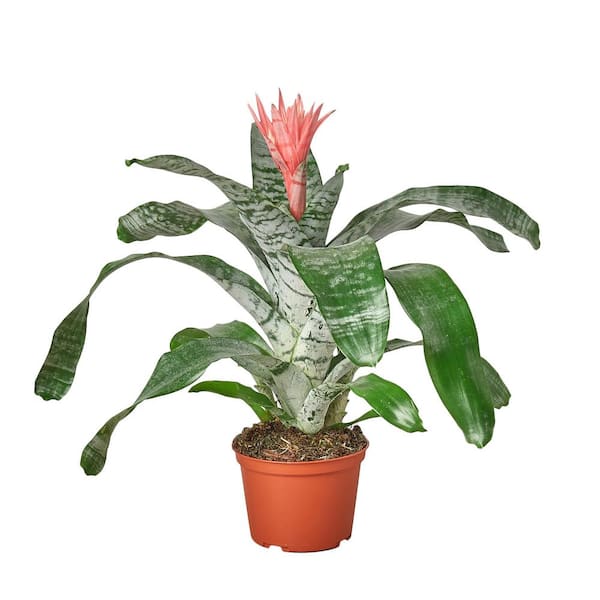 Bromeliad SilverVase Bromeliaceae Plant in 6 in. Grower Pot