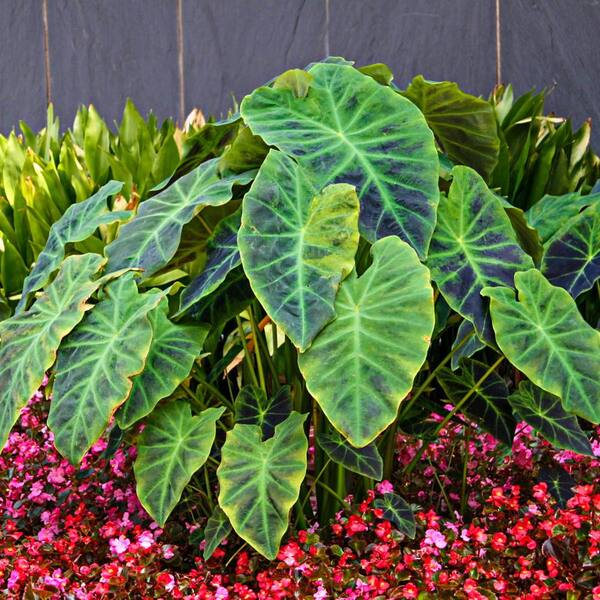 Breck's Green Variegated Foliage Illustris Elephant Ears (Colocasia) Bulbs (3Pack)88724 The