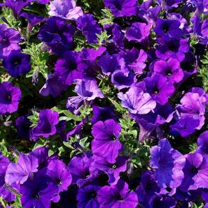 1 Gal. Blue SuperCal Petunia Outdoor Annual Live Plant with Blue Purple Flowers