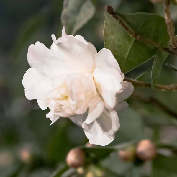 national PLANT NETWORK 1 gal. Camellia Sasanqua Snow Flurry Shrub