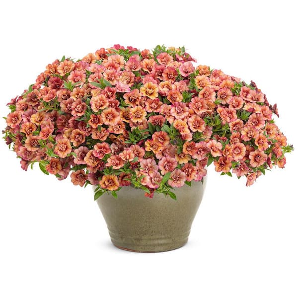 PROVEN WINNERS 4.25 in. Eco+ Grande Superbells Double Vintage