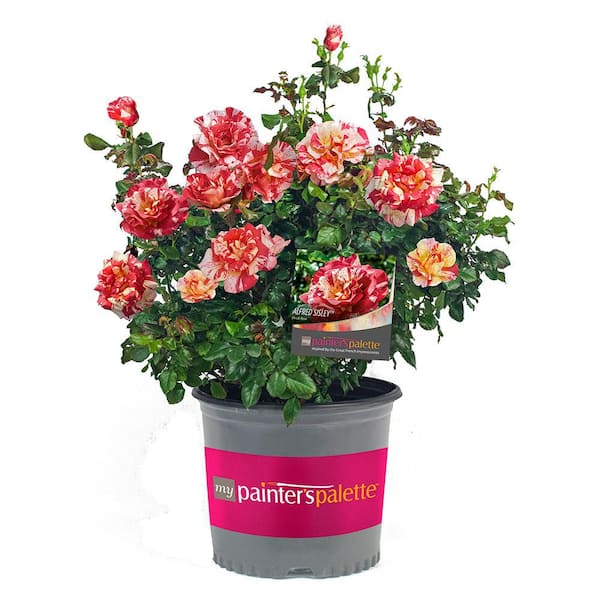 Vigoro 2 Gal. Alfred Sisley Rose Plant with Salmon Orange Blooms