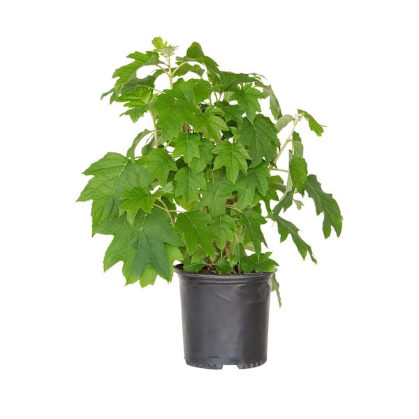FLOWERWOOD 2.5 Gal - Semmes Beauty Oakleaf Hydrangea (Quercifolia) Live Deciduous Shrub, Conical White Blooms
