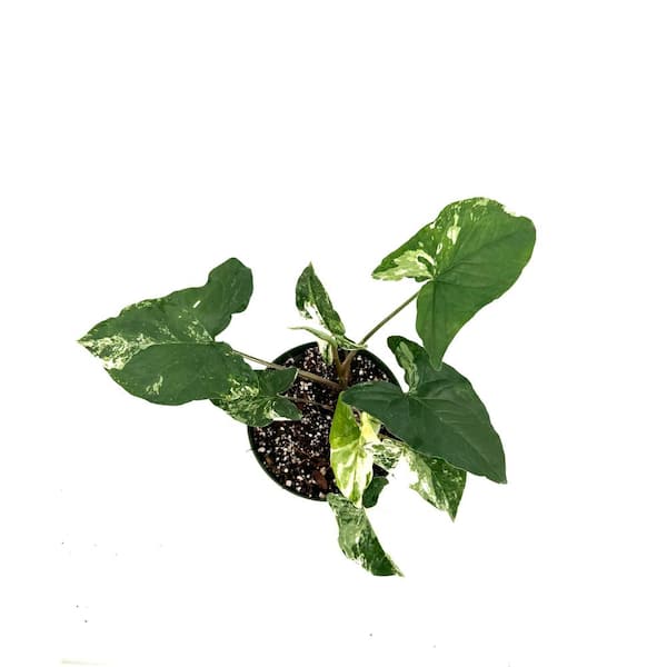 HAMPSHIRE FARMS 6 in. Syngonium Albo Plant in Grower Pot