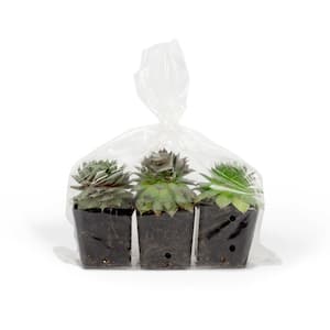 Hens and Chicks (Sempervivum) Live Plant (3-Pack)