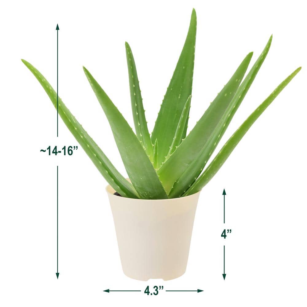 Large Aloe Vera Plant in Beige Plastic Pot, 4 Inches