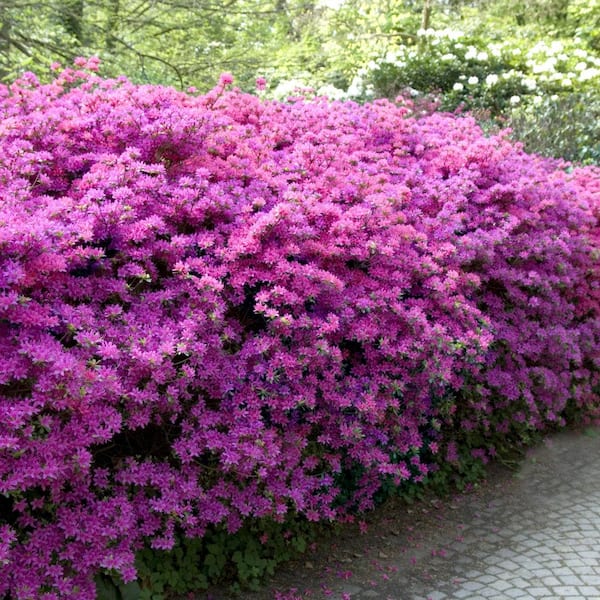 national PLANT NETWORK 1 Gal. Encore Lilac Azalea Plant with Lilac Blooms  HD7603 - The Home Depot