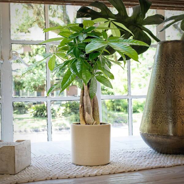 national PLANT NETWORK 4 in. Pachira Aquatica Braided Money Tree Plant in  Grower Containers (3-Pack) HD2323