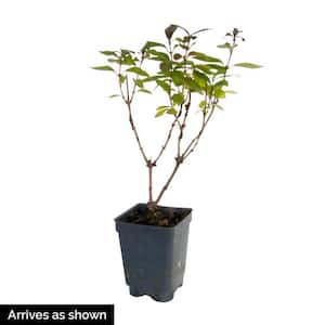 3 In. Pot Fragrant Cloud Honeysuckle (Lonicera), Live Potted Vining Shrub, White and Purple Flowers (1-Pack)