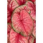 4.5 in. Quart Heart to Heart Radiance (Caladium) Live Plant in Pink and Green Foliage