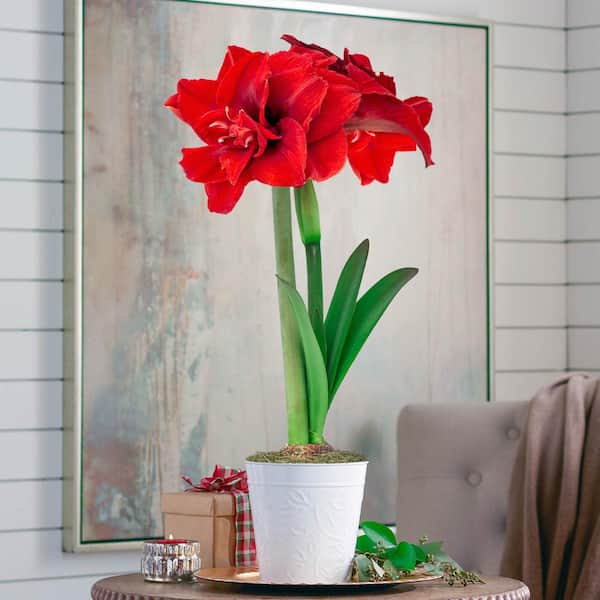 Gardens Alive! Inferno Red Flowering Amaryllis (Hippaestrum) Bulb Gift Kit, Planted in a decorative 6 inch pot