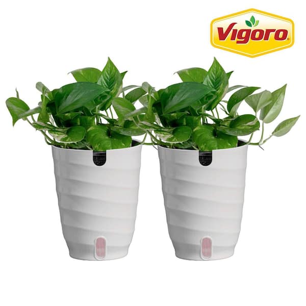 Golden Pothos Indoor Plant in 6 in. White Decor Planter, Average Shipping Height 1-2 ft. Tall (2-Pack)