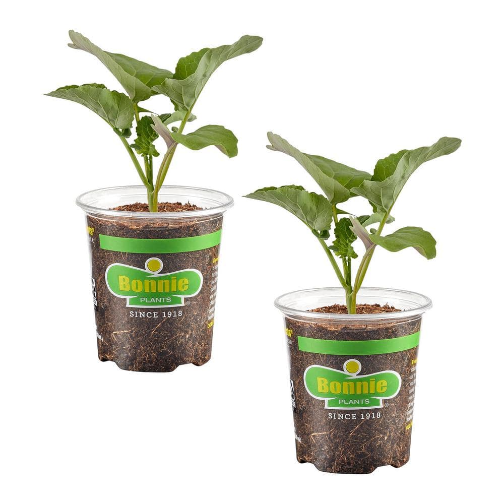 19.3 oz. Aspabroc Baby Broccoli, Live Plant 2-Pack