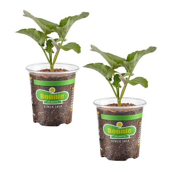 Bonnie Plants 19.3 oz. Aspabroc Baby Broccoli, Live Plant 2-Pack