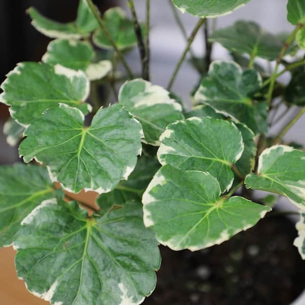 monstera variegata herkunft Monstera Super White