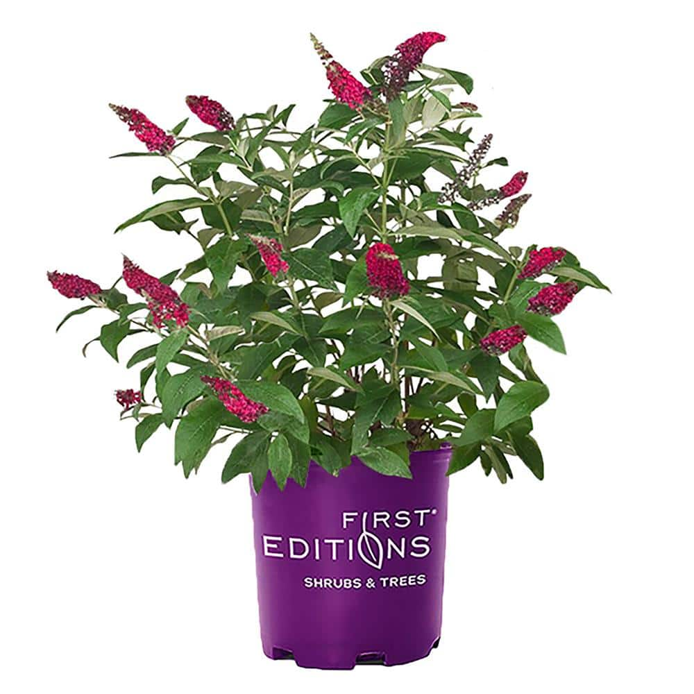 FIRST EDITIONS 2 Gal. Funky Fuchsia Butterfly Bush Flowering Shrub with ...