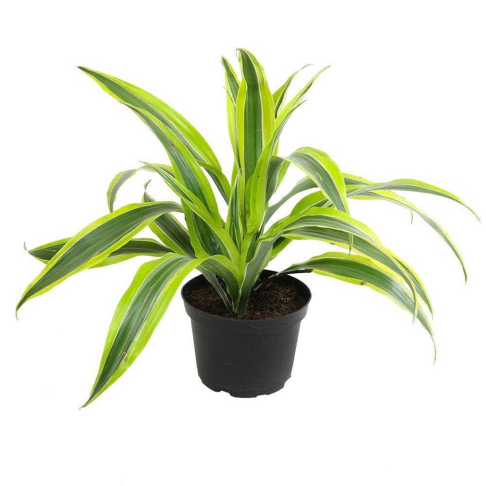 Dracaena Lemon Lime Indoor/Outdoor Plant in Black Plastic Pot