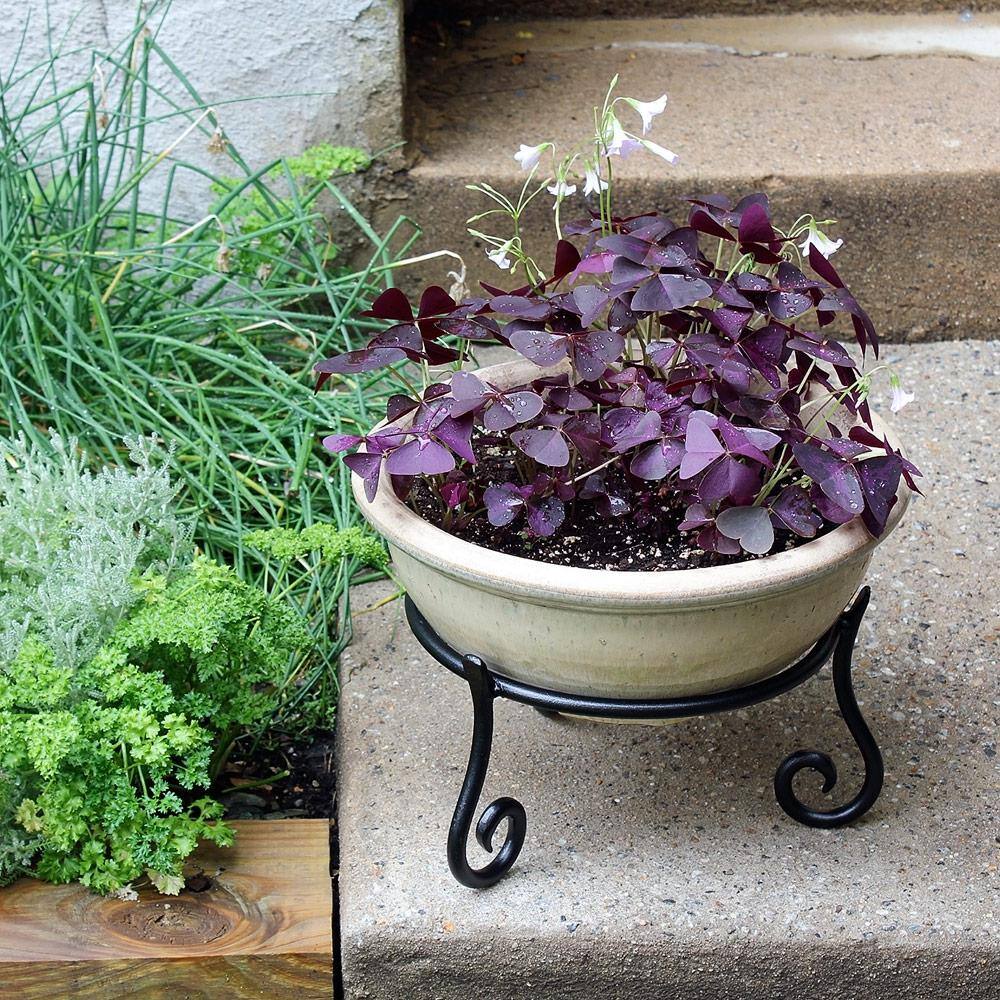 Black Powder Coat Short Plant Stand with Curling Feet