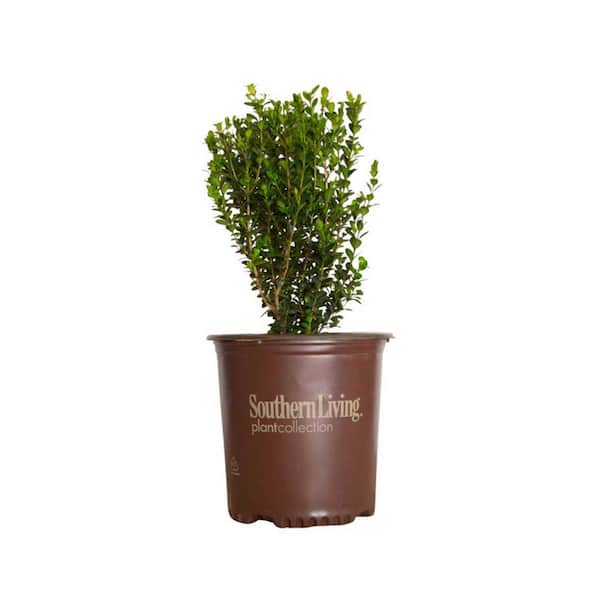 SOUTHERN LIVING 2.5 Qt. Boxwood Baby Gem, Live Shrub Plant, Glossy Green Foliage
