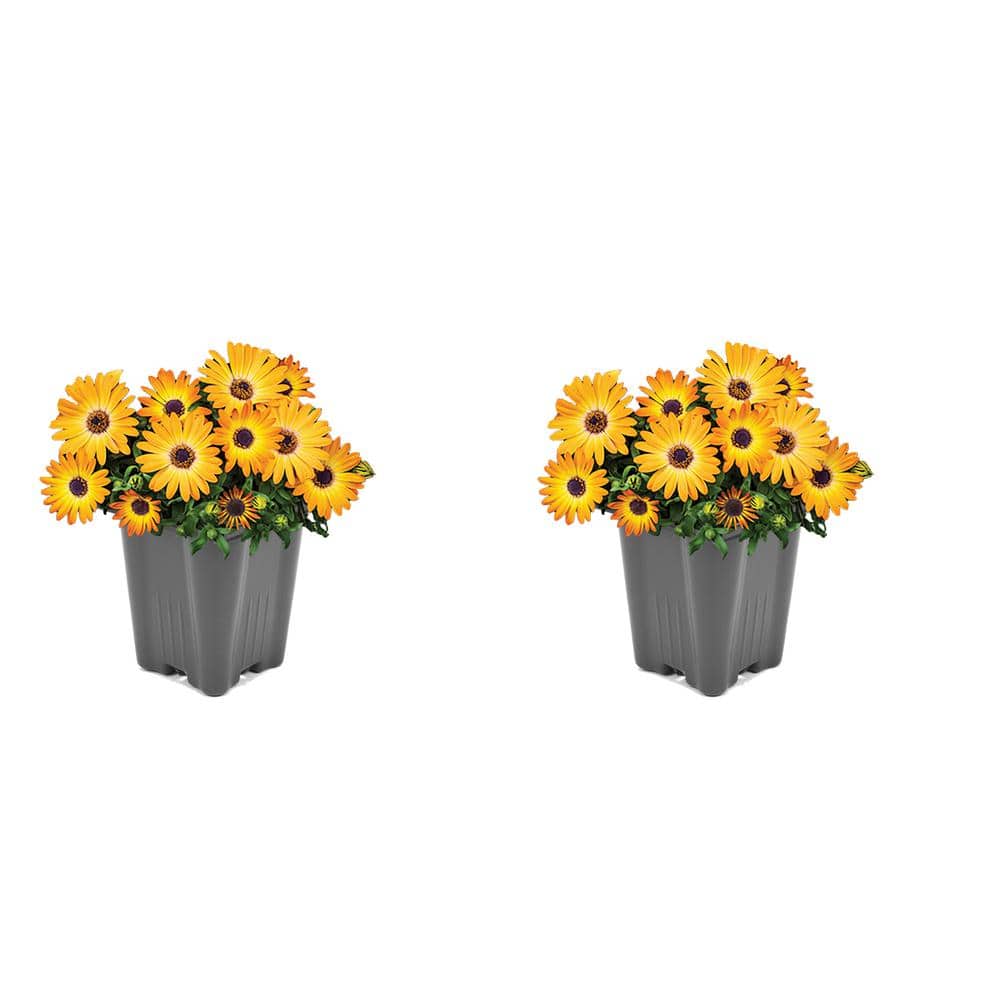 Vigoro Annual Osteospermum Orange 1.0 QT (2-Pack)
