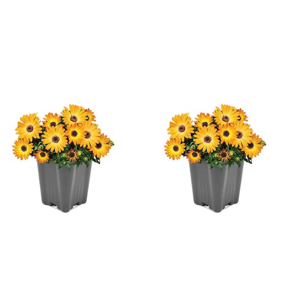 Unbranded Vigoro Annual Osteospermum Orange 1.0 QT (2-Pack)