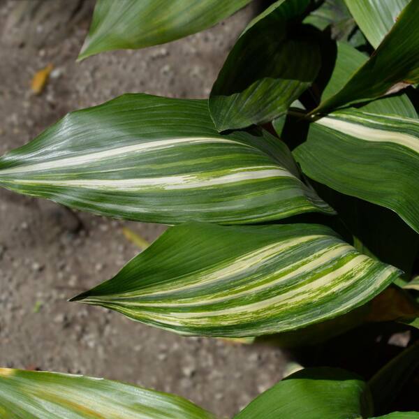 national PLANT NETWORK 3 Gal. Aspidistra Elatior Variegata Plant HD2690 -  The Home Depot