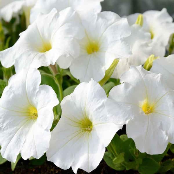 BELL NURSERY 6 in. White Petunia Annual Live Plant, White Flowers (4-Pack)
