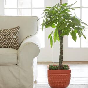 Pachira Money Tree Indoor Plant in 10 in. Natural Décor Planter, Avg. Shipping Height 3-4 ft. Tall