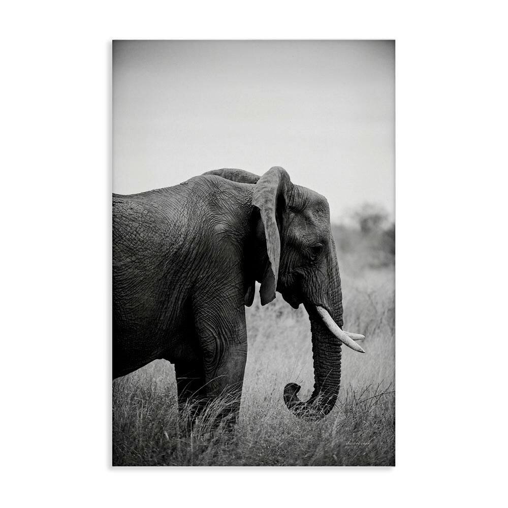 Side Profile Elephant by Sharon Vardy Unframed Animal Graphic Art Print 30 in. x 20 in. price history on PriceWatchPro
