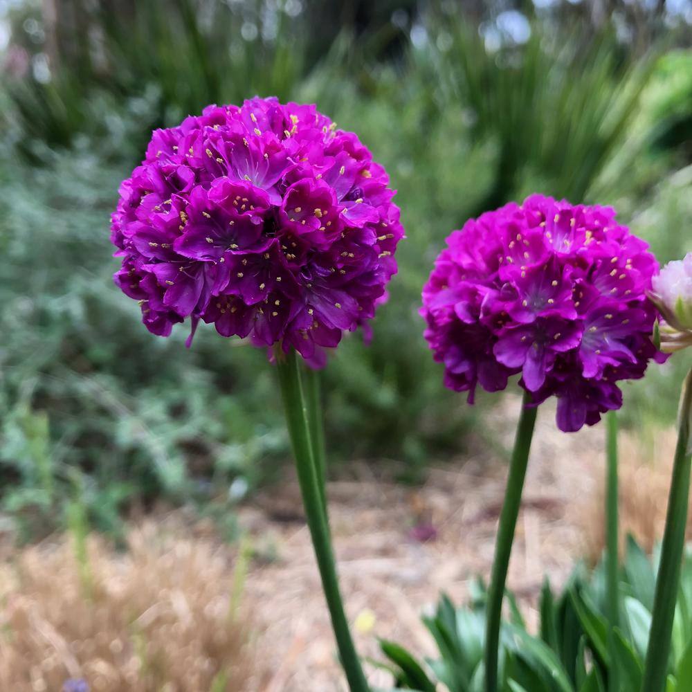 national PLANT NETWORK 3.25 in. Armeria Dreameria Vivid Dreams