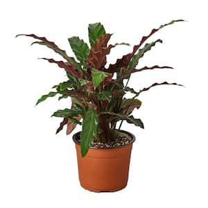 Furry Feather Calathea Rufibarba Plant in 6 in. Grower Pot