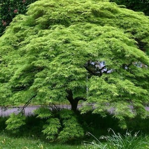 5 Gal. Green Japanese Maple Ornamental Tree