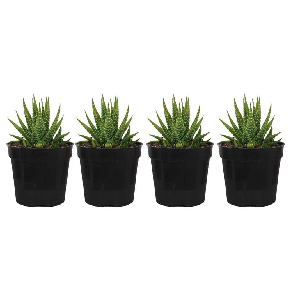 SMART PLANET 2IN Easy Care Live Succulent (6-Pack) 0881173 - The Home Depot